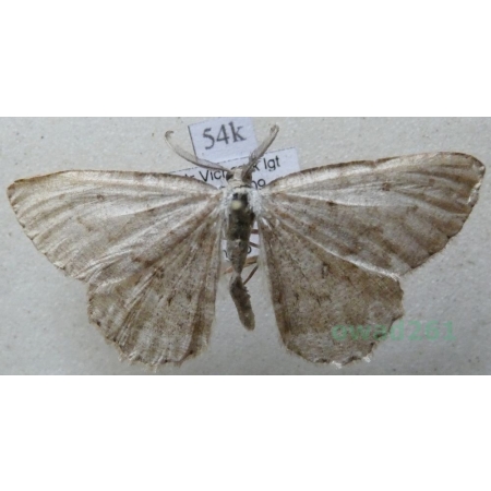 Charissa ambiguata (Duponchel, 1830) Pomrok niejaśniak Slovenia54k